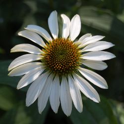 Picture of the flower of a white Echinacea (Coneflower)