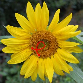 Picture of a sunflower illustrating the spiral rows of the florets